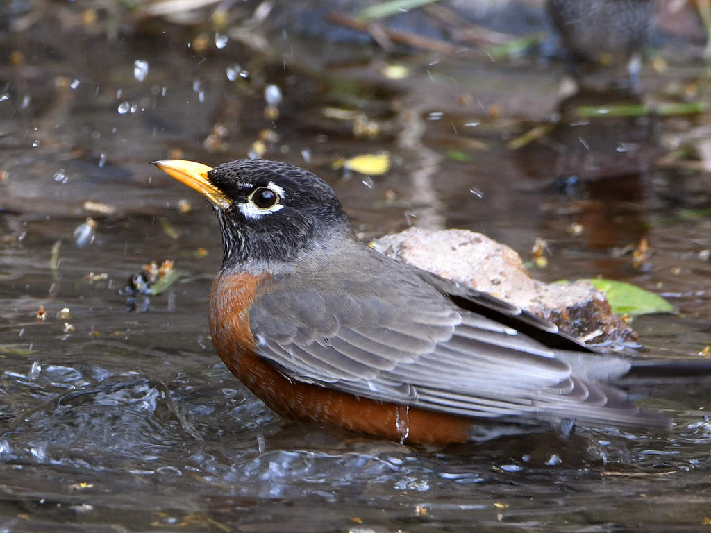 Robin3.jpg