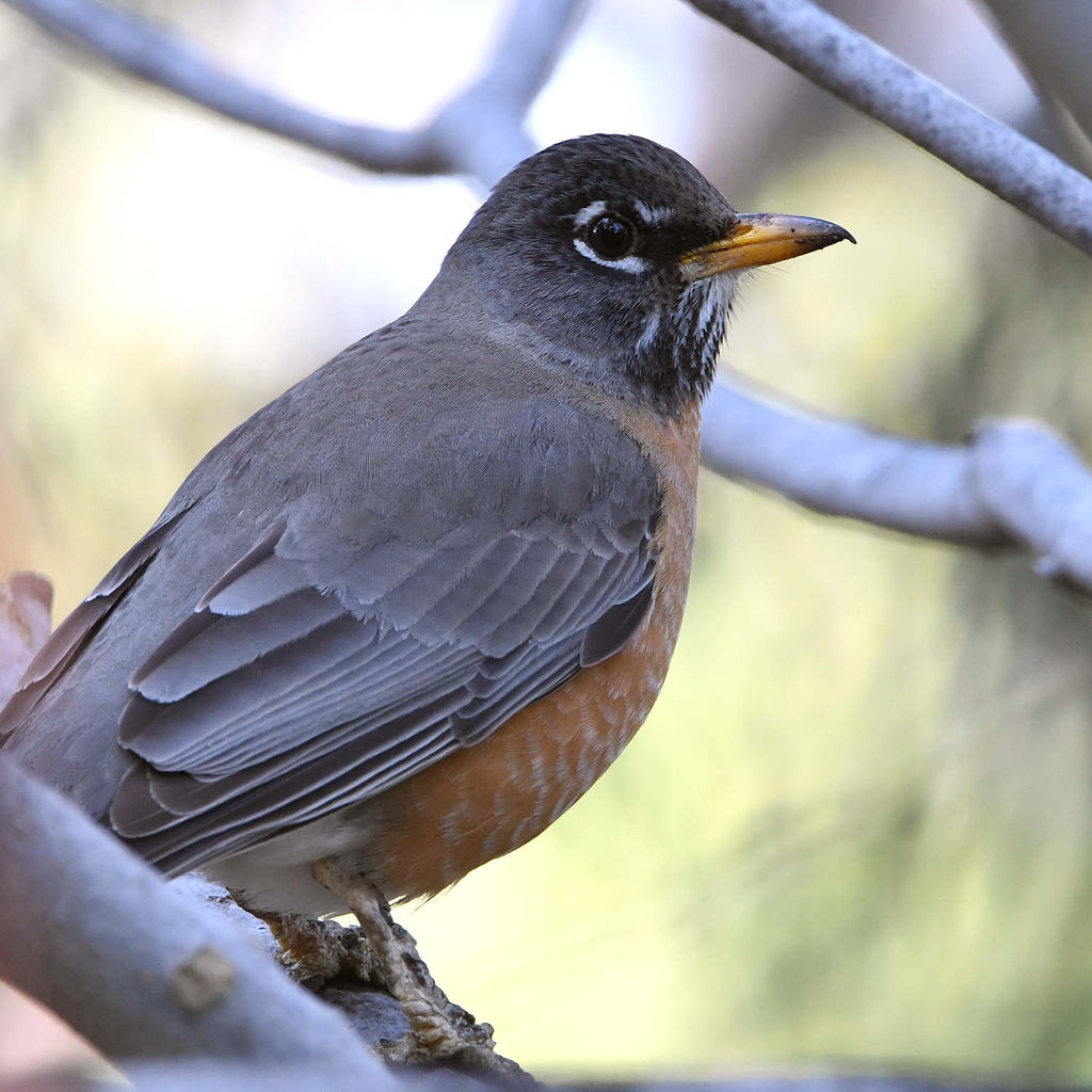 Robin3.jpg