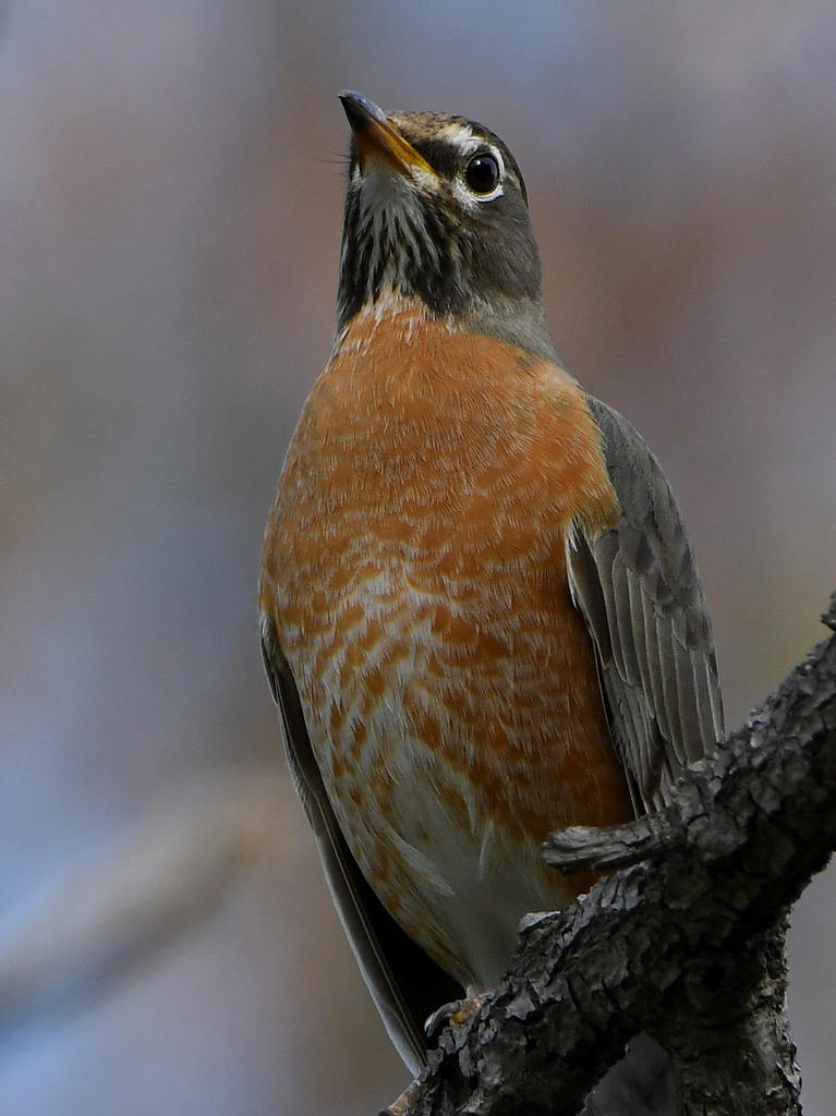Robin3.jpg