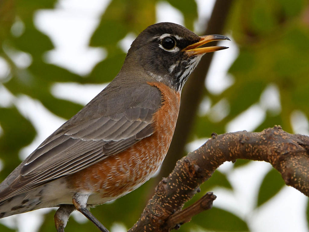 Robin3.jpg