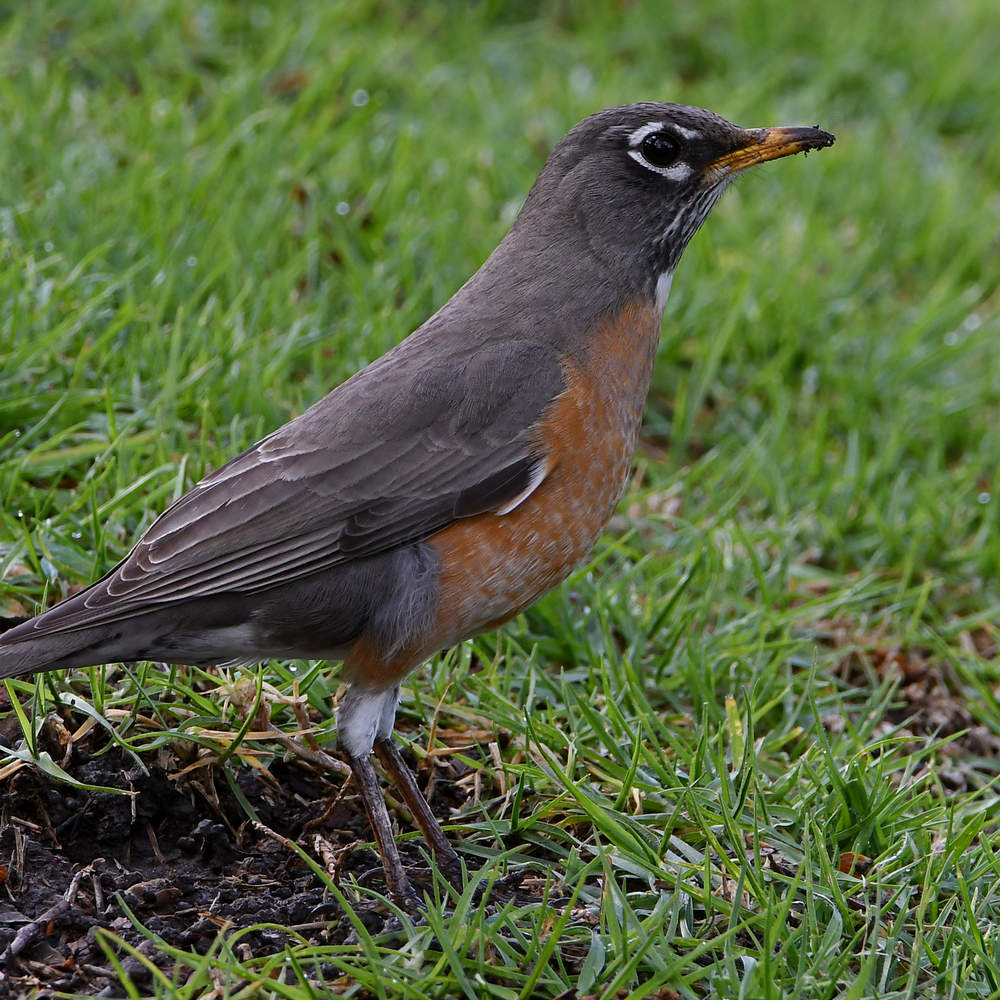 Robin3.jpg