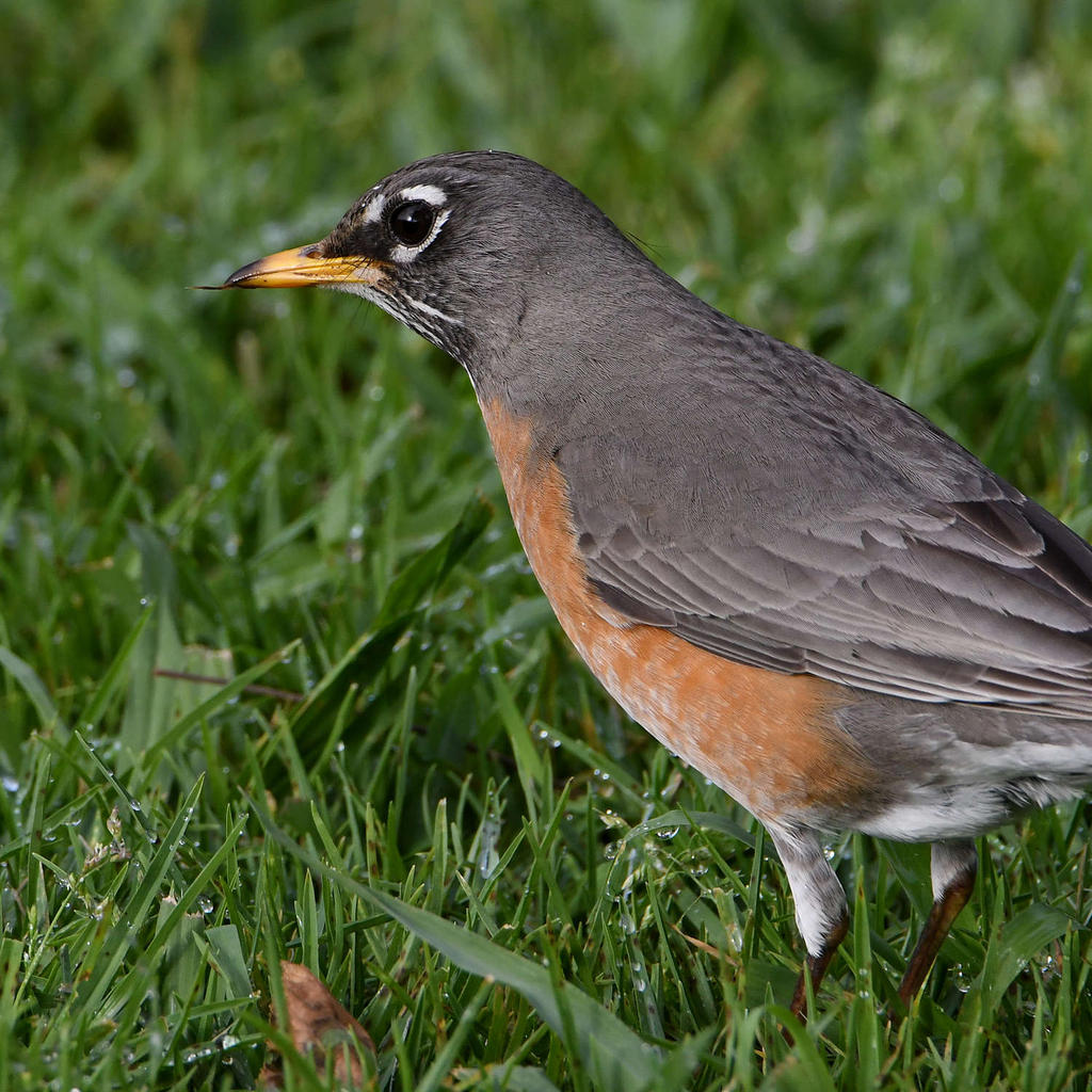 Robin3.jpg