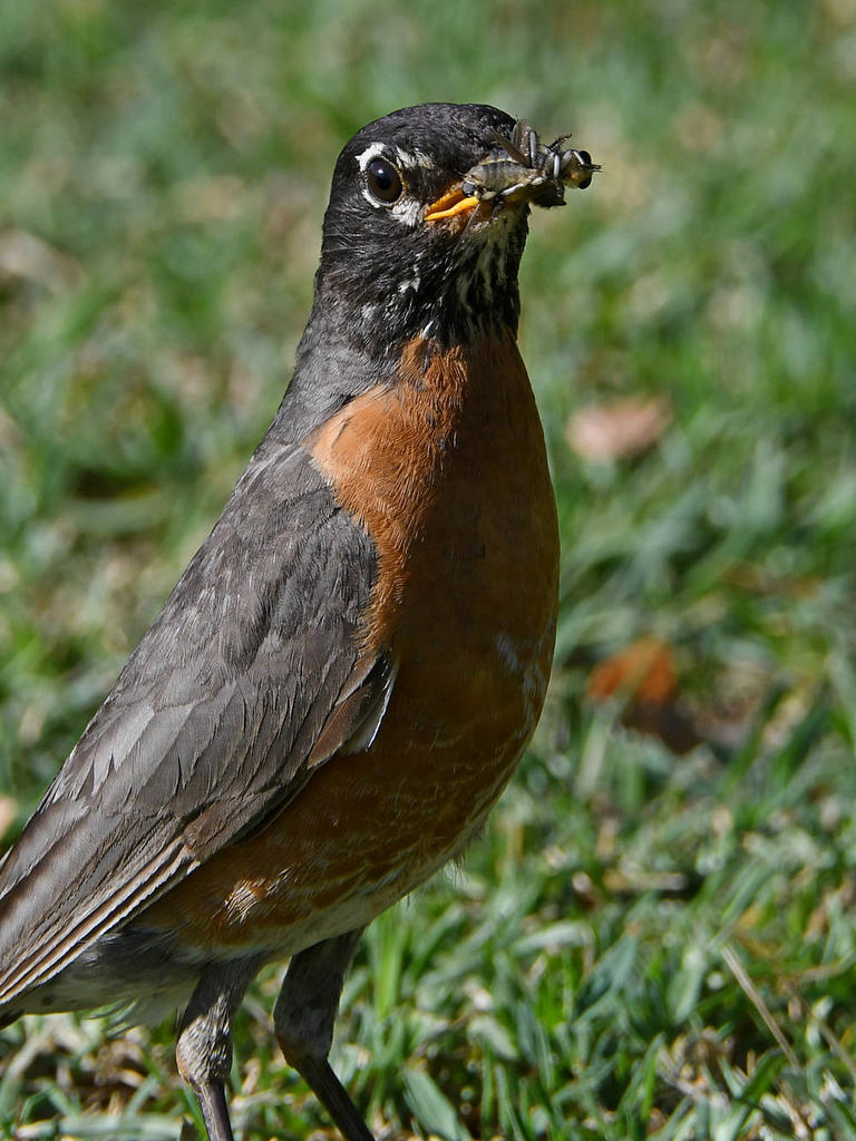 Robin3.jpg