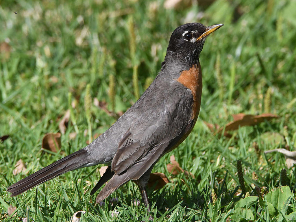 Robin3.jpg