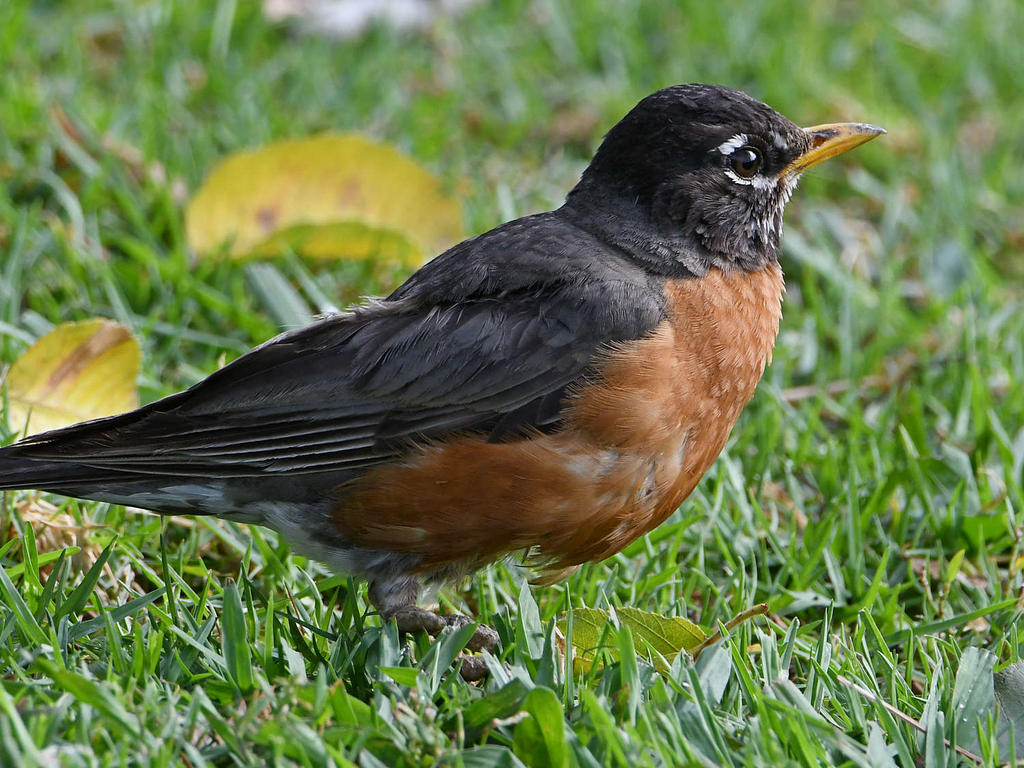 Robin3.jpg