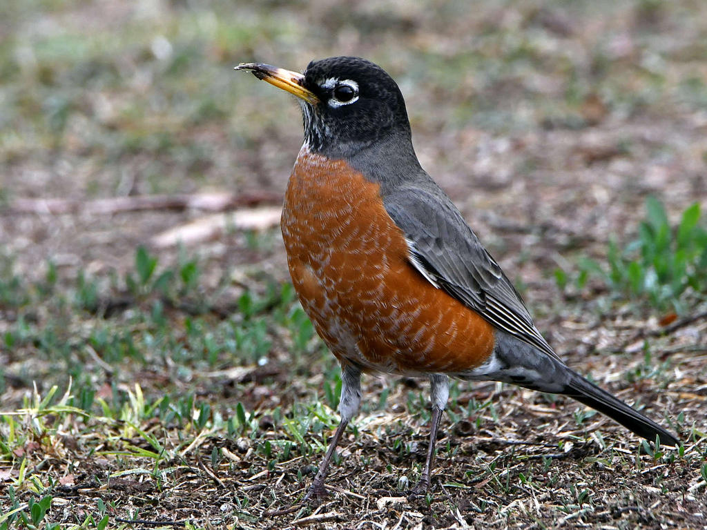 Robin3.jpg