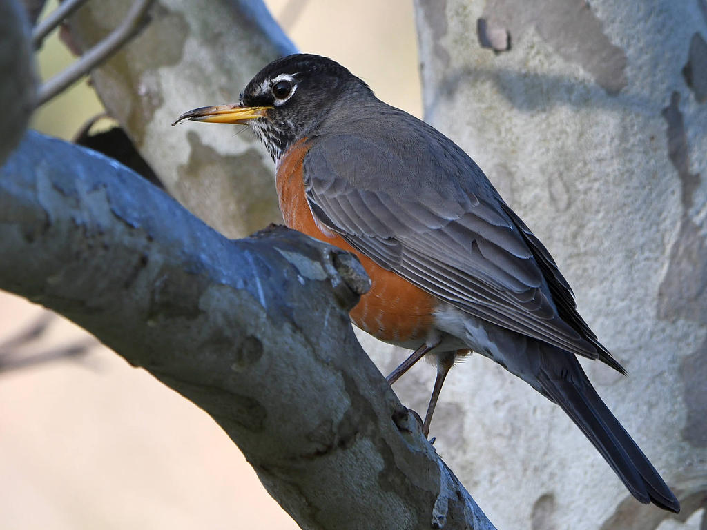 Robin3.jpg