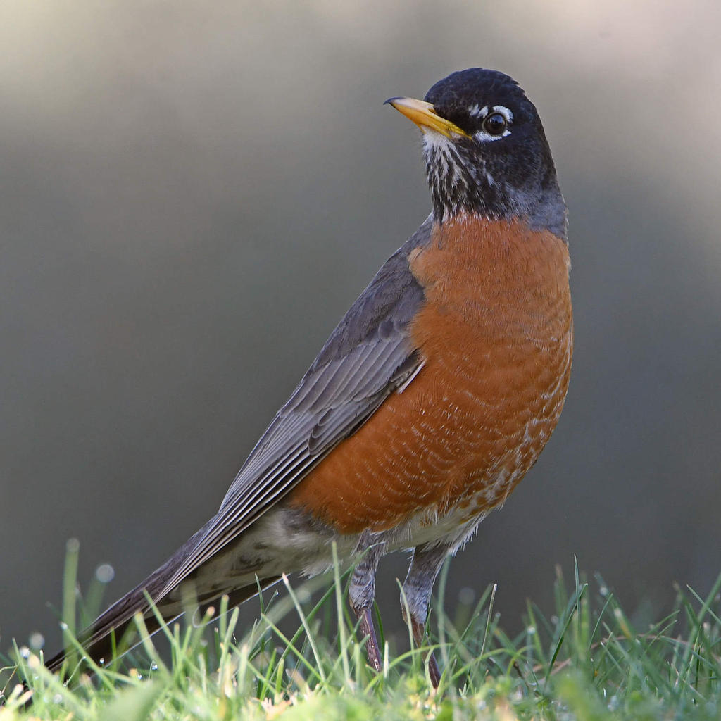Robin3.jpg