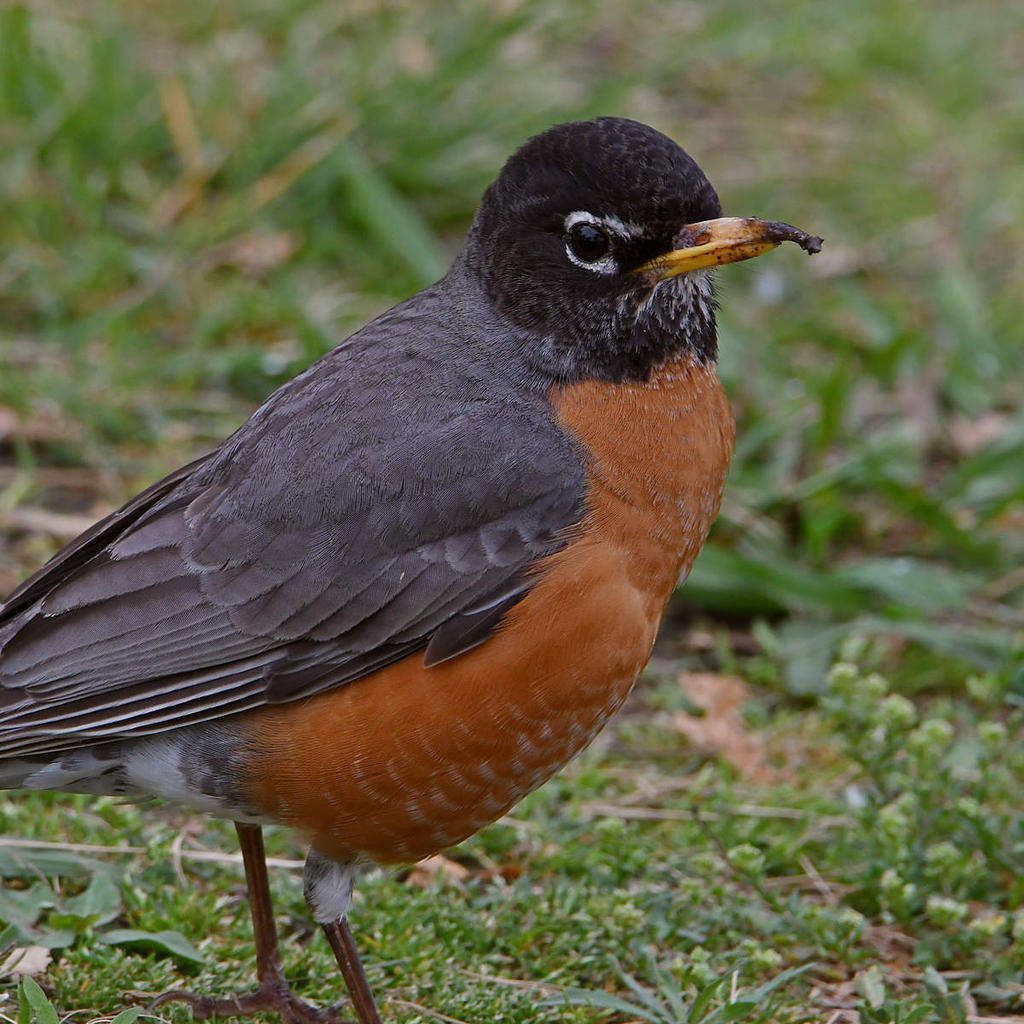 Robin3.jpg