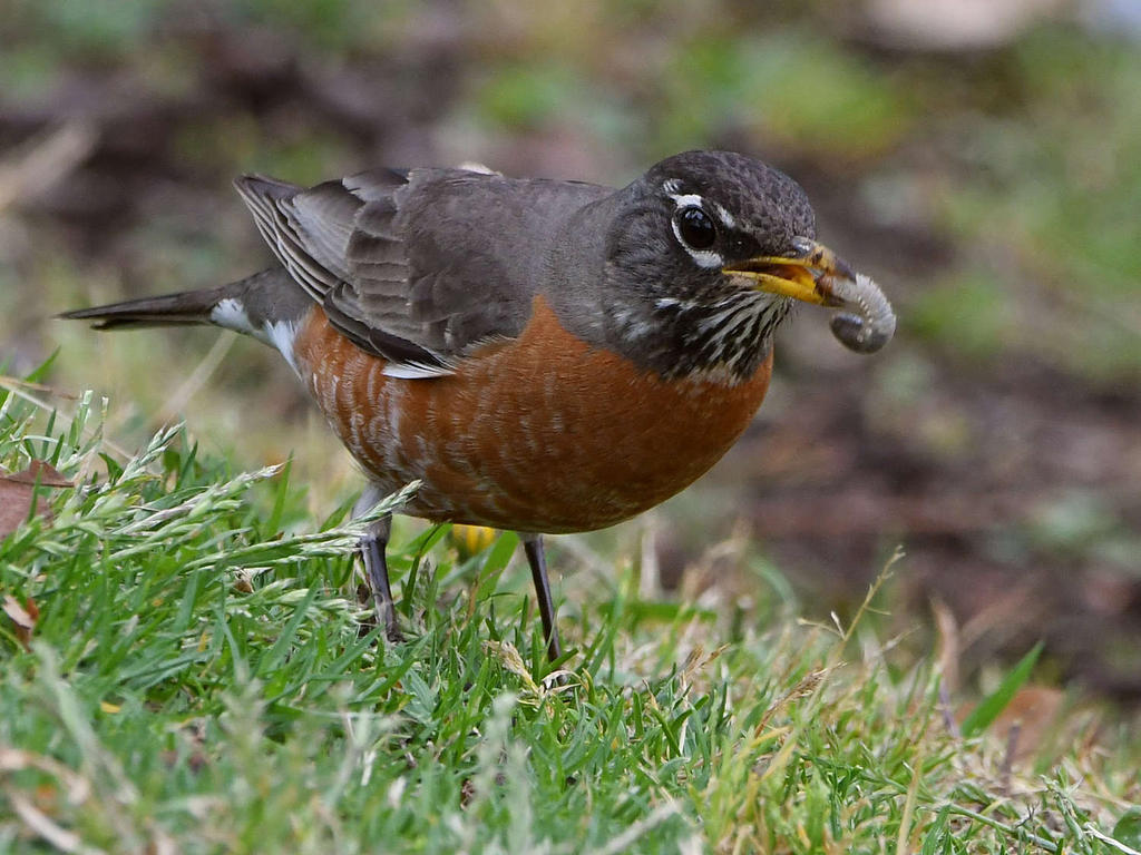 Robin3.jpg