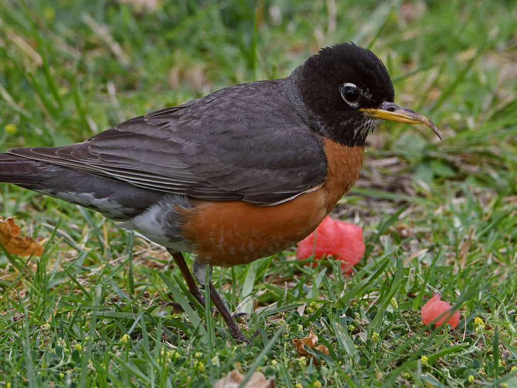 Robin3.jpg