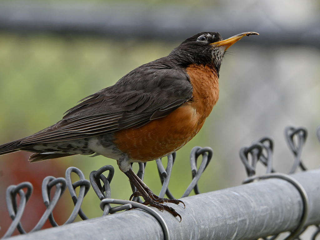 Robin3.jpg