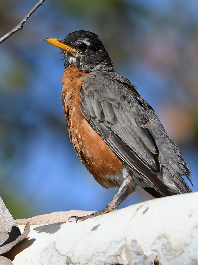 Robin3.jpg