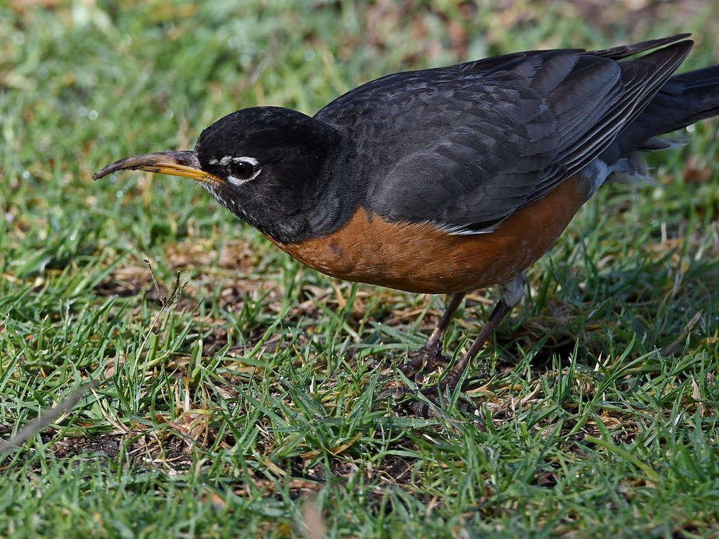 Robin3.jpg