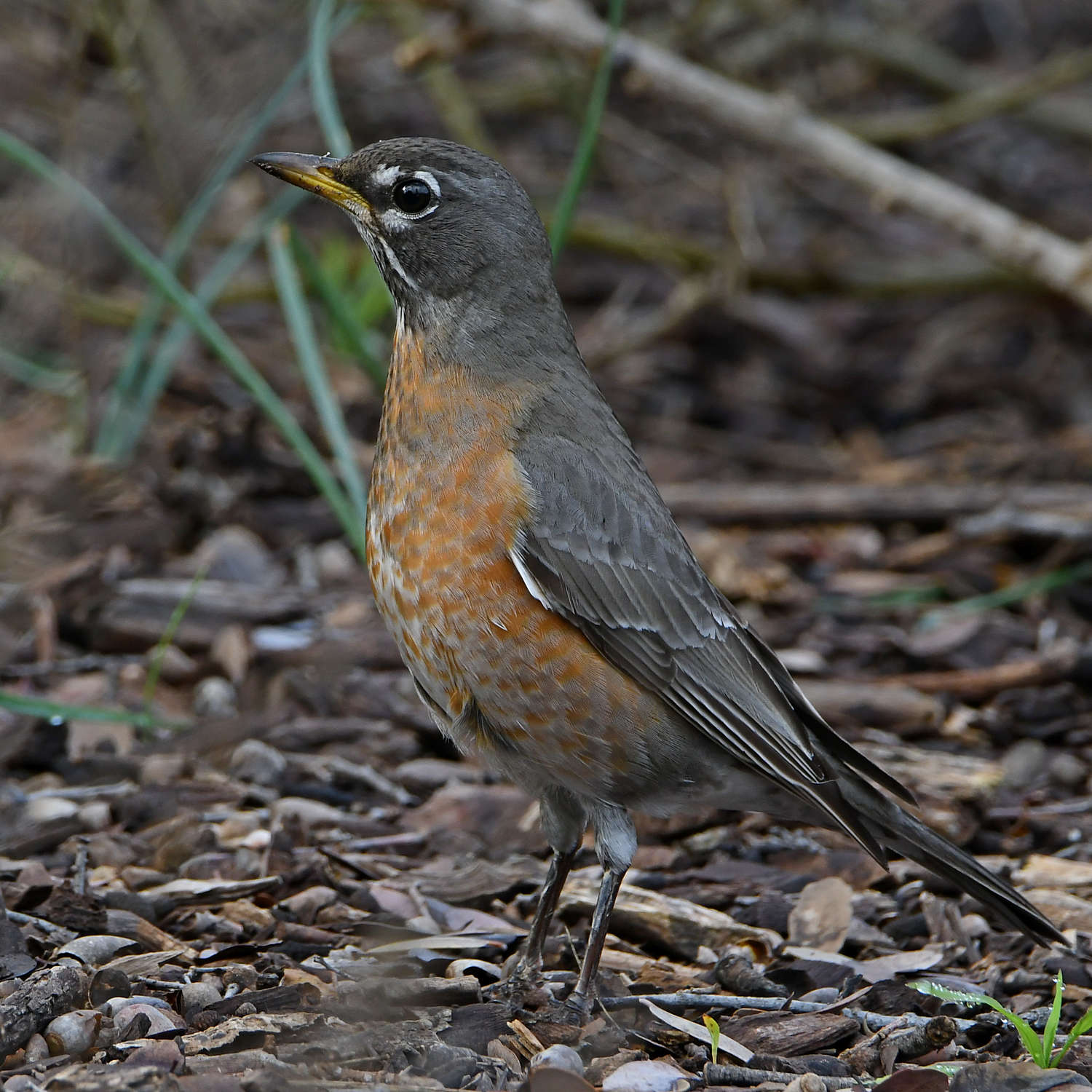 Robin3.jpg