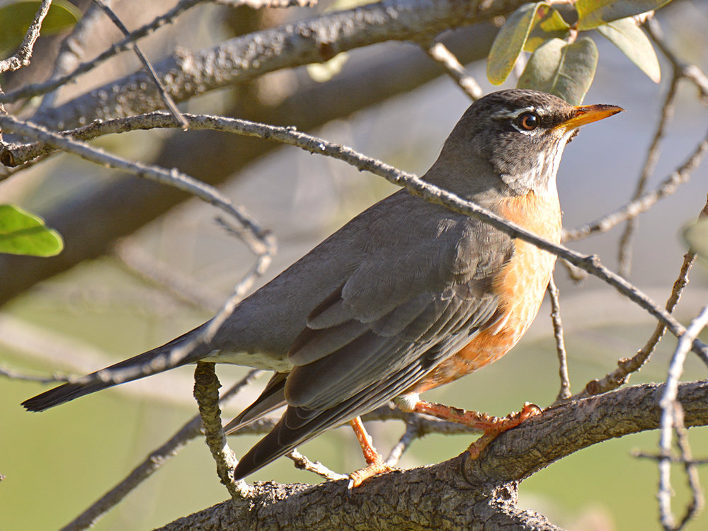 Robin4.jpg