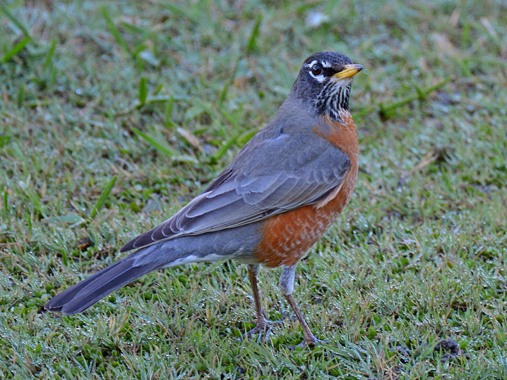 Robin4.jpg