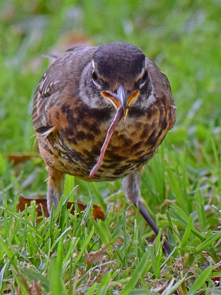 Robin4.jpg