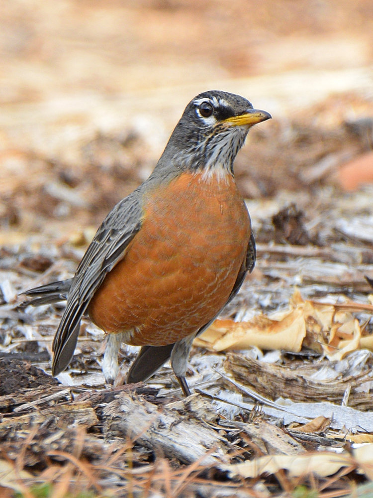 Robin4.jpg
