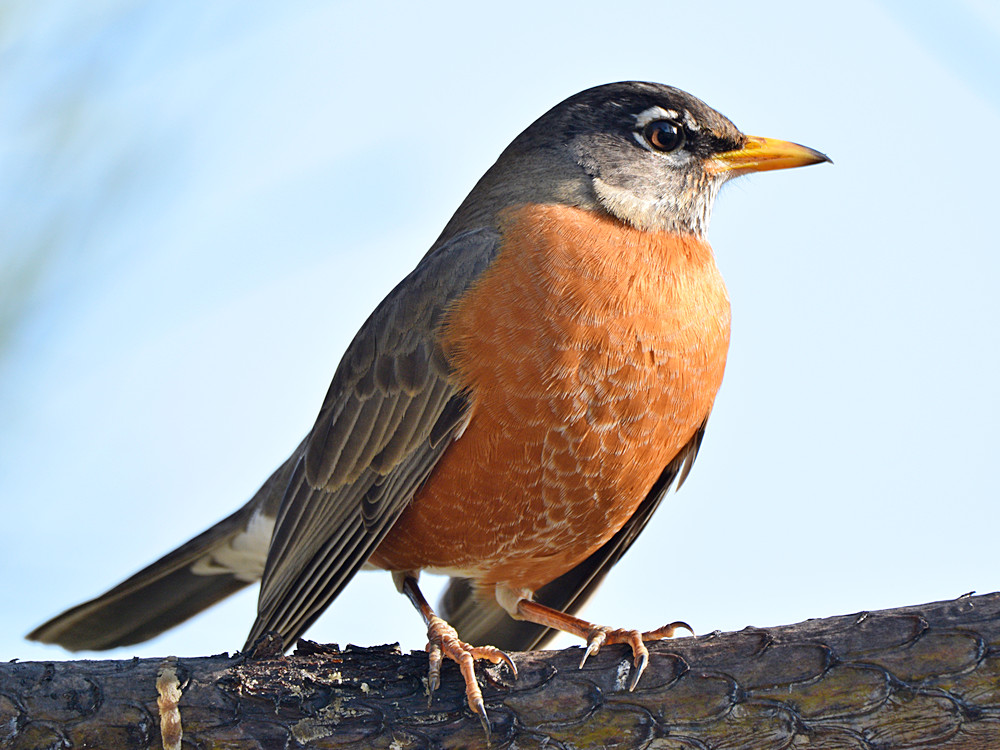 Robin4.jpg