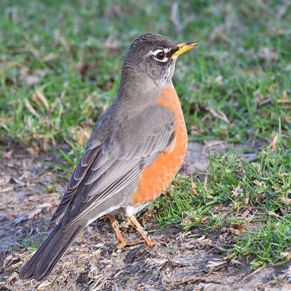 Robin4.jpg