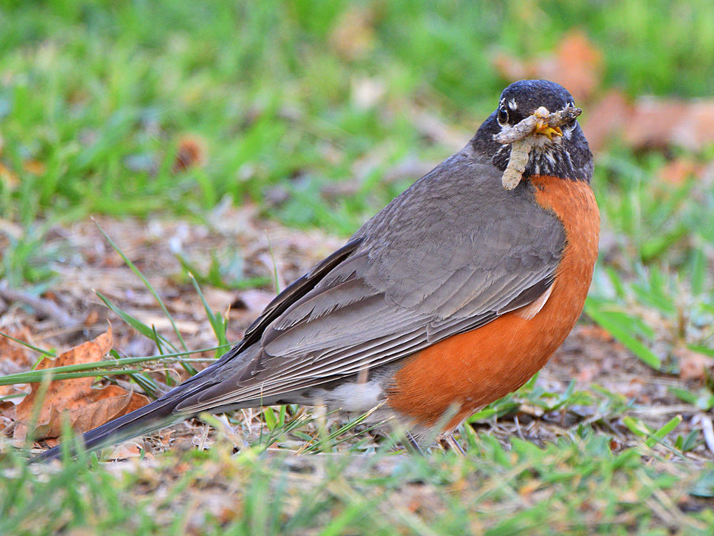Robin4.jpg