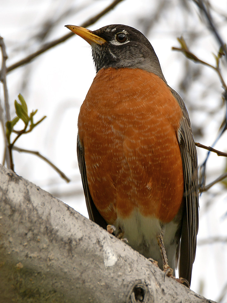 Robin4.jpg