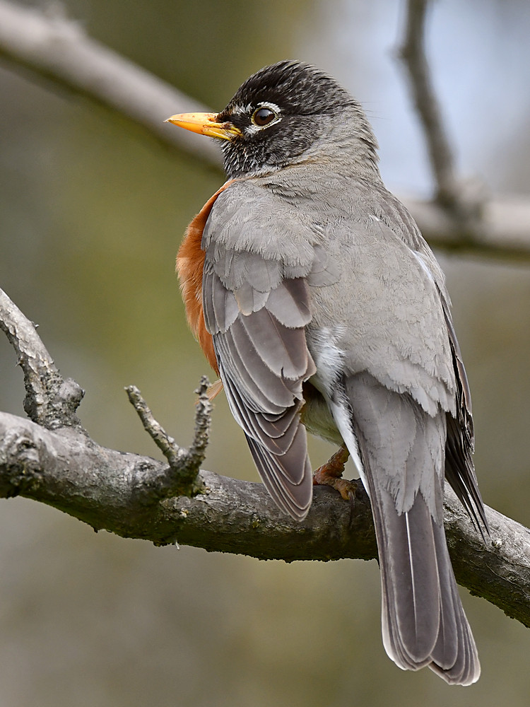 Robin4.jpg
