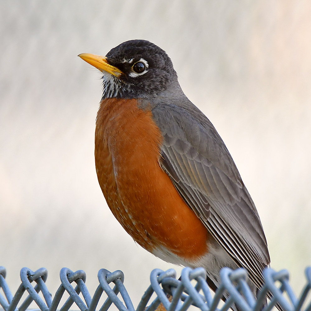 Robin4.jpg