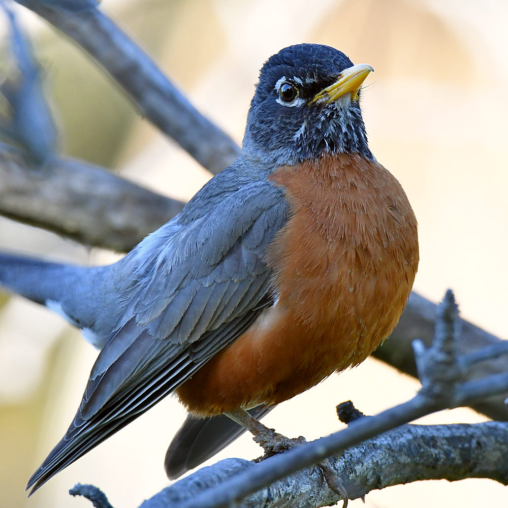 Robin4.jpg