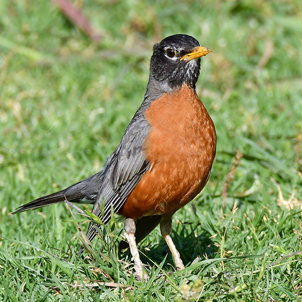 Robin4.jpg