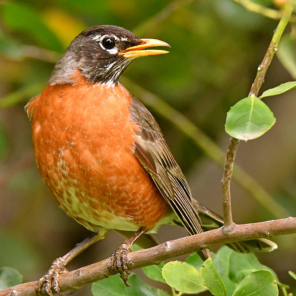 Robin4.jpg