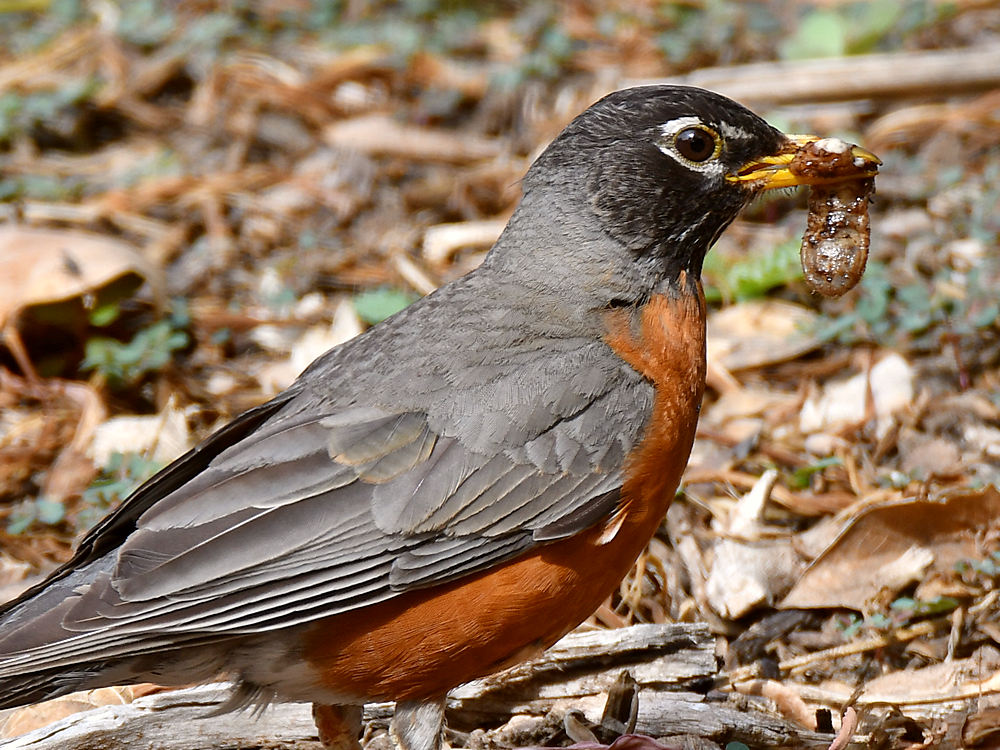 Robin4.jpg