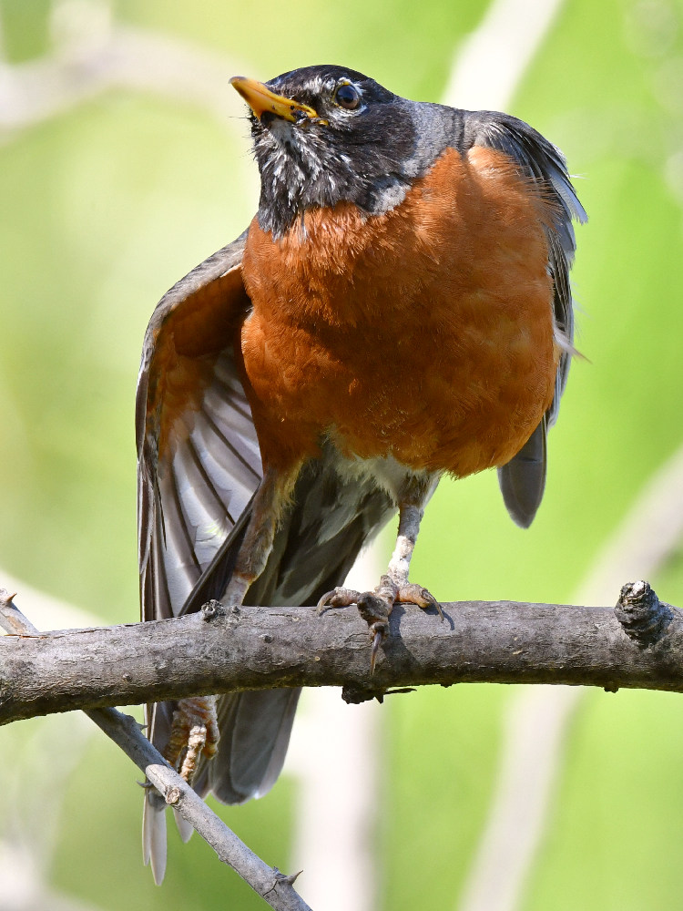 Robin4.jpg