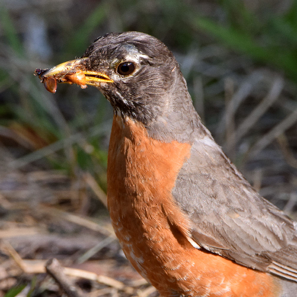 Robin4.jpg