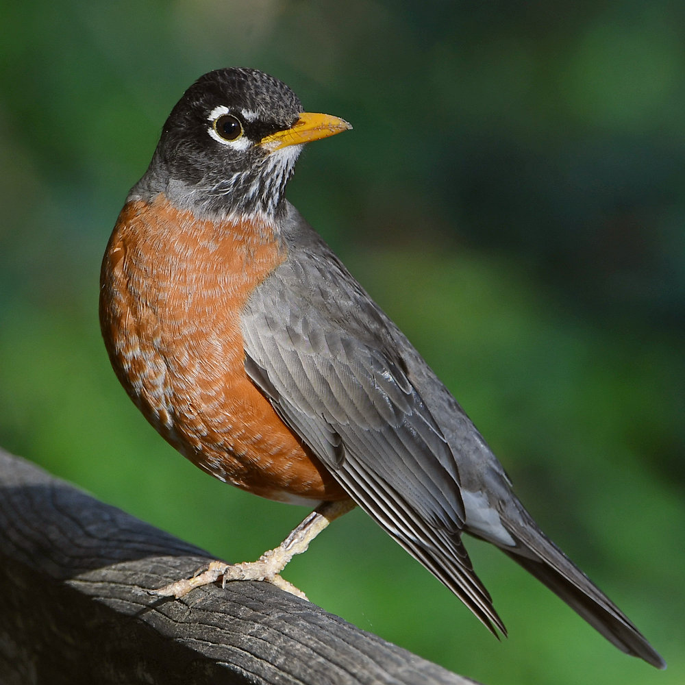 Robin4.jpg