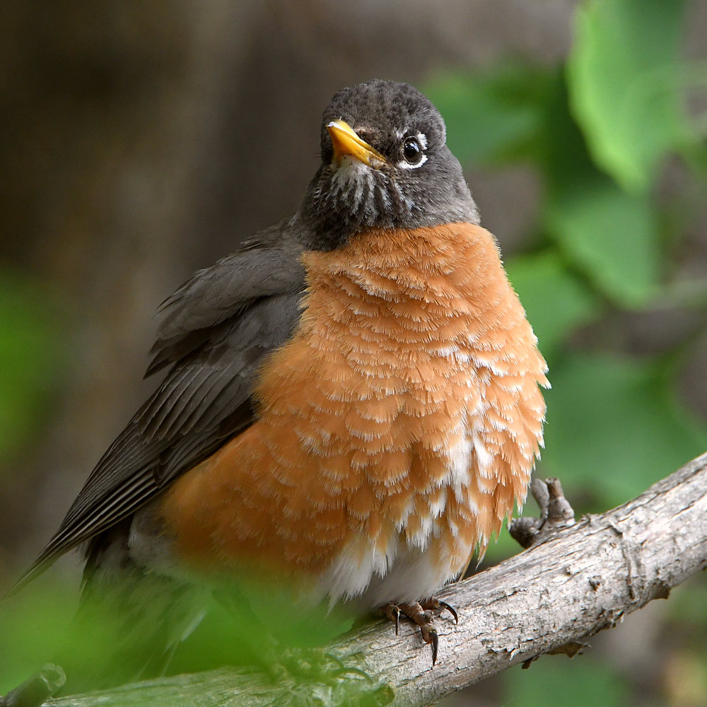 Robin4.jpg