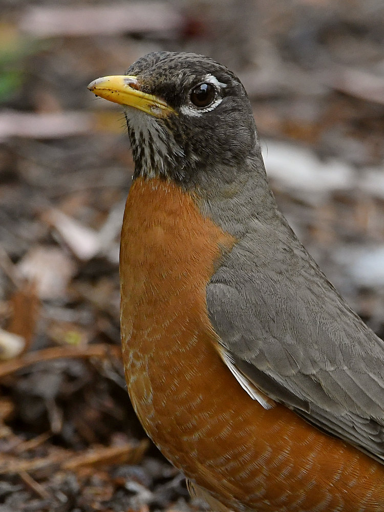 Robin4.jpg