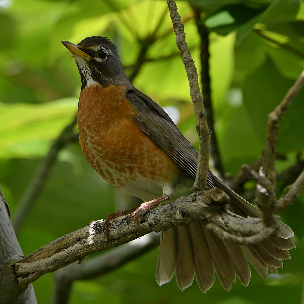 Robin4.jpg