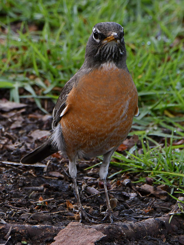Robin4.jpg