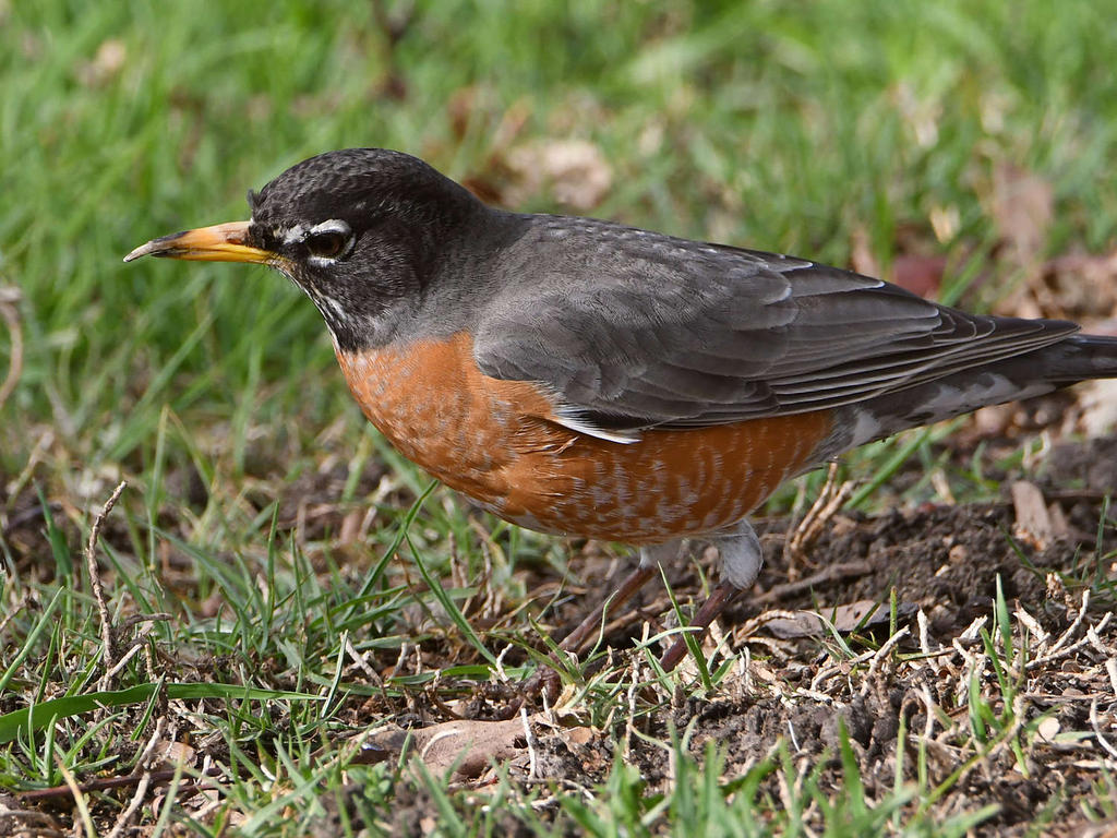 Robin4.jpg