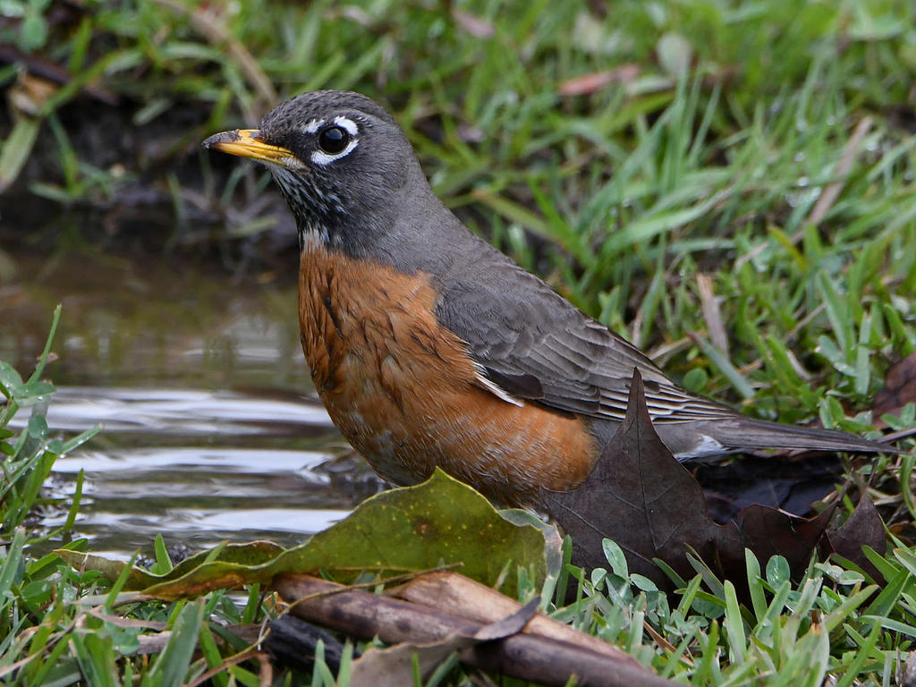 Robin4.jpg