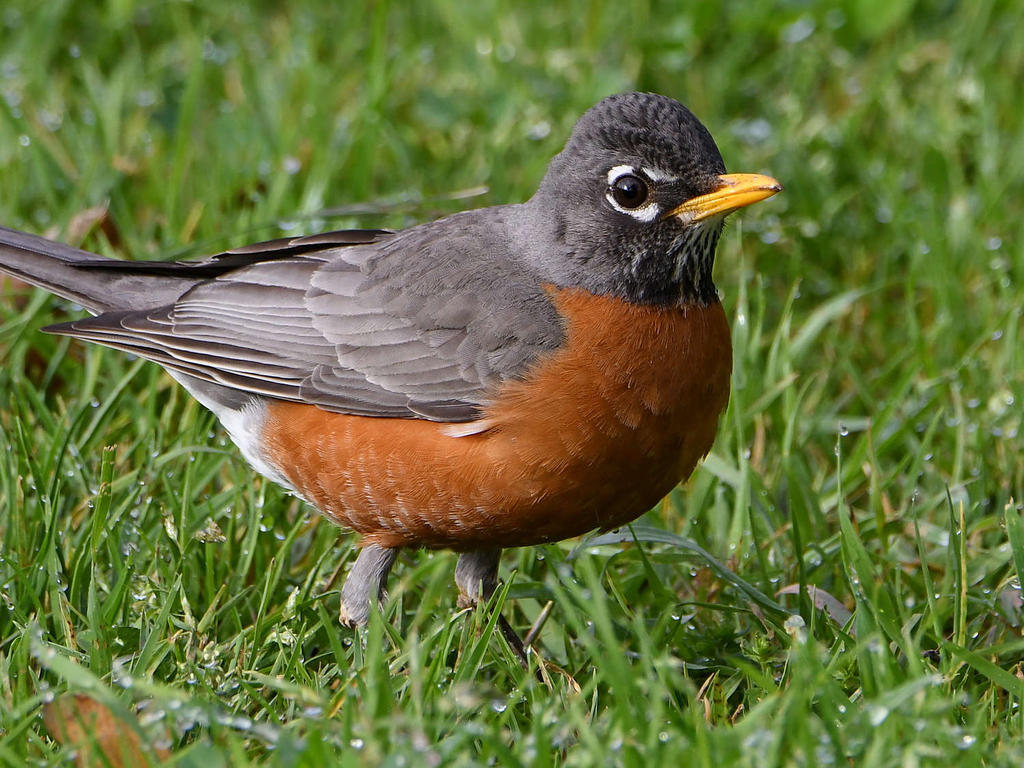 Robin4.jpg