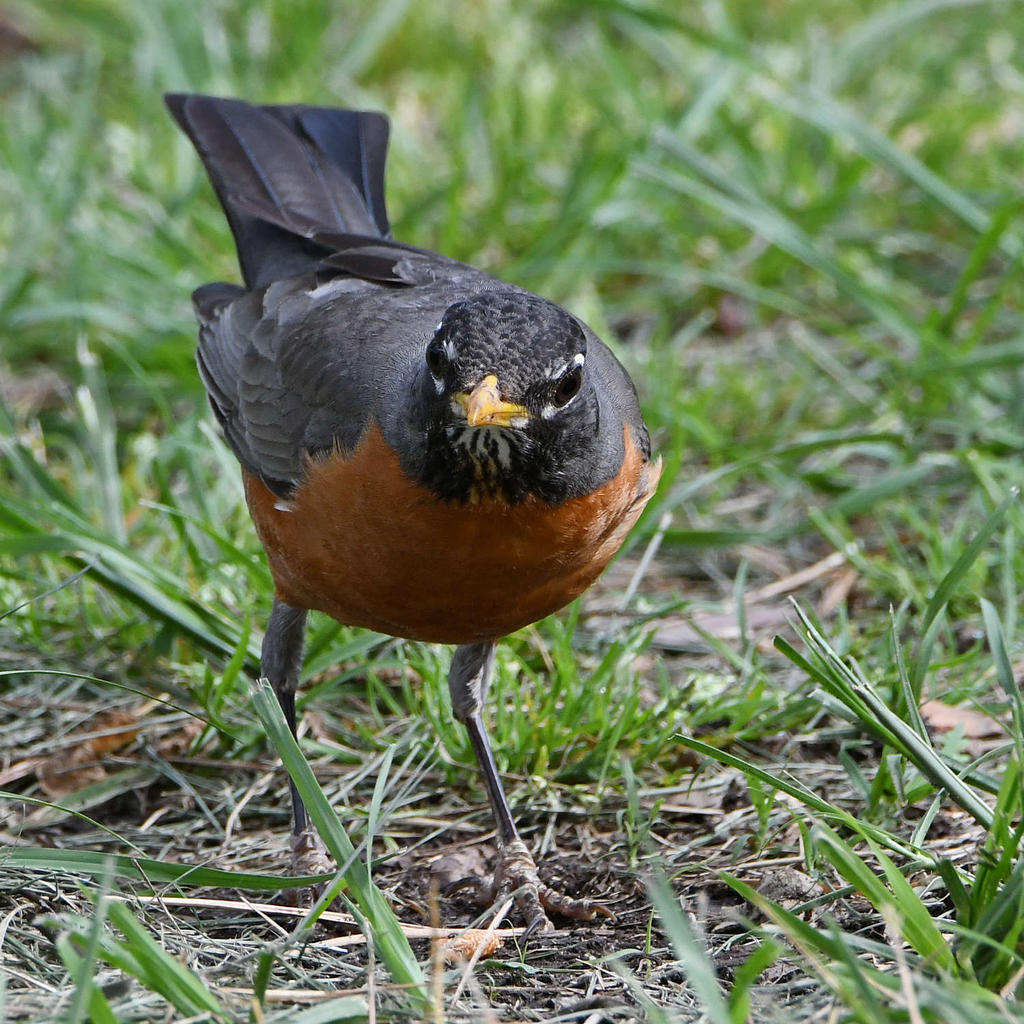 Robin4.jpg