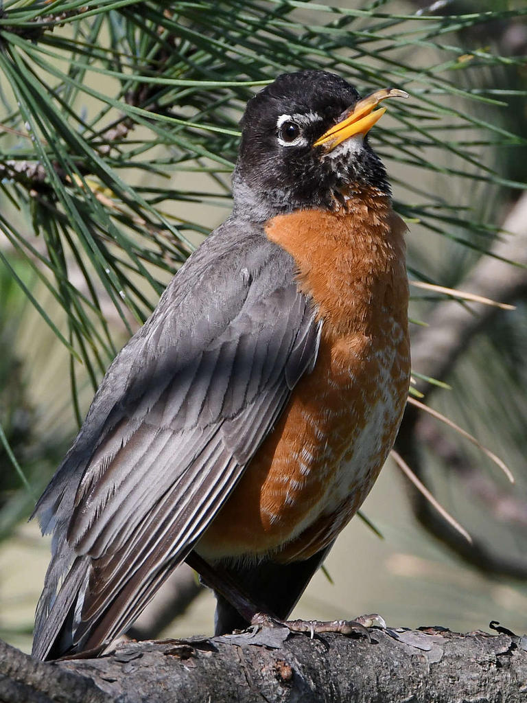 Robin4.jpg