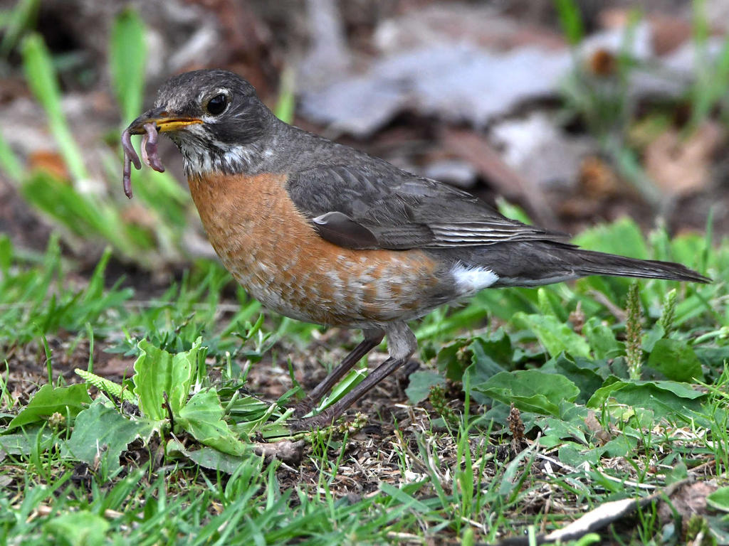 Robin4.jpg
