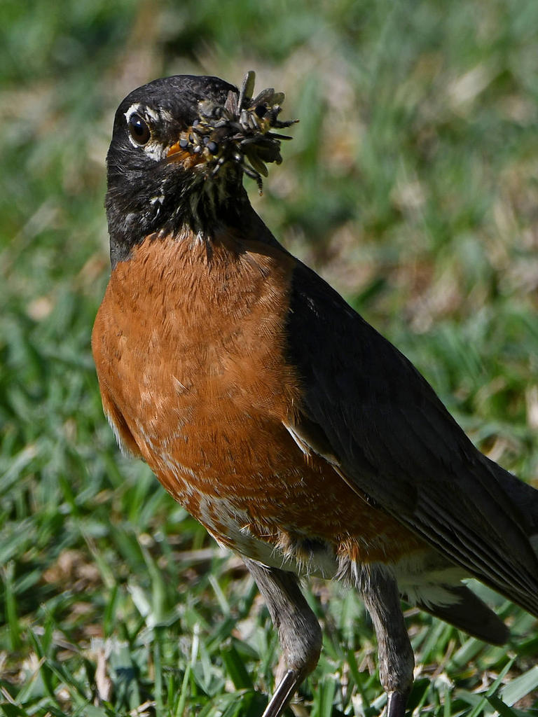 Robin4.jpg