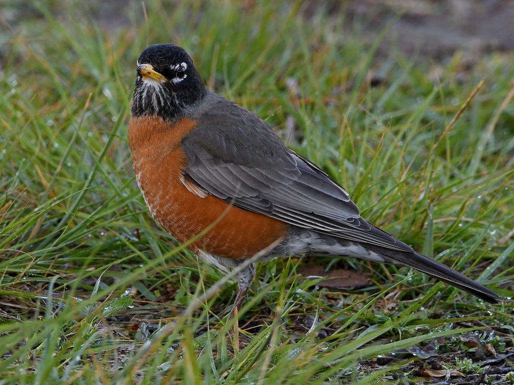 Robin4.jpg