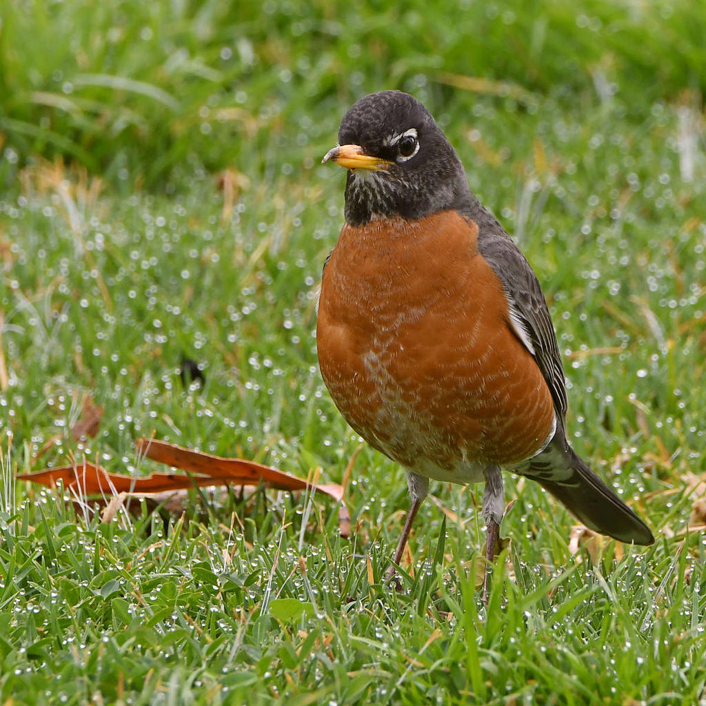 Robin4.jpg