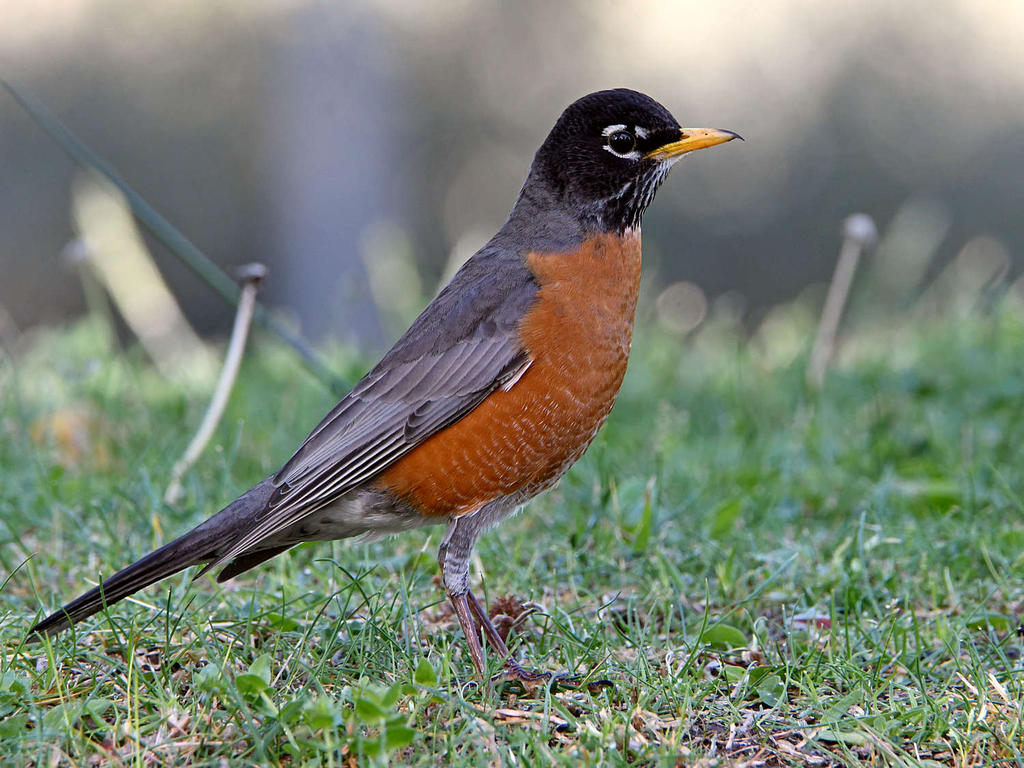 Robin4.jpg